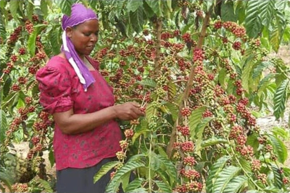Government Warns Against Forest Destruction for Coffee Farming as Export Rules Tighten
