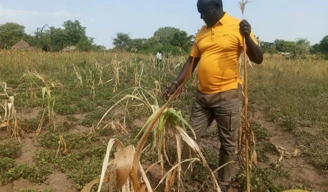 Prolonged Dry Spell Devastates Crops, Sparks Hunger Fears in Teso