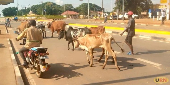 Kamwenge Keeps Cattle Markets Closed Until All Livestock Are Vaccinated Against FMD Business and finance