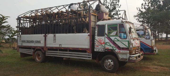 Nine Arrested After Police Intercept Trucks Carrying Suspected Stolen Livestock in Nakaseke