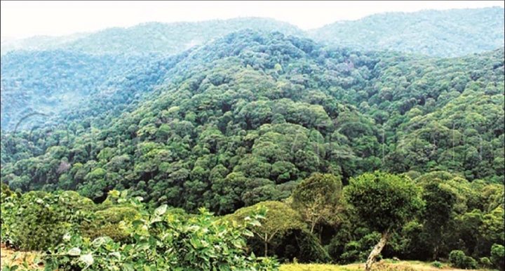 Security Forces Evict Thousands from Nsowe Forest Reserve in Gomba