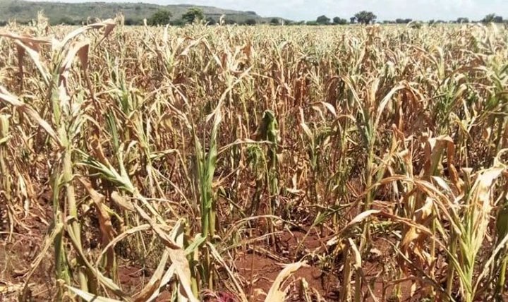Sixteen starve to death in Uganda as drought kills crops