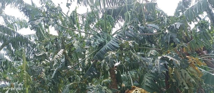 Hailstorms Destroy Crops and Property in Kanungu