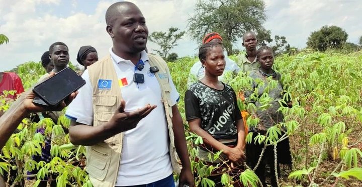 Drought-Resistant Cassava Offers Hope for Food Security Amid Hunger Crisis in Karamoja