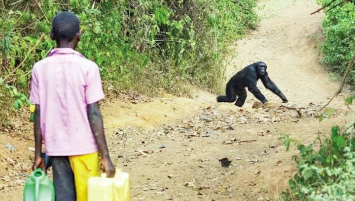 As forests vanish, chimpanzees are turning into human threat in Kagadi