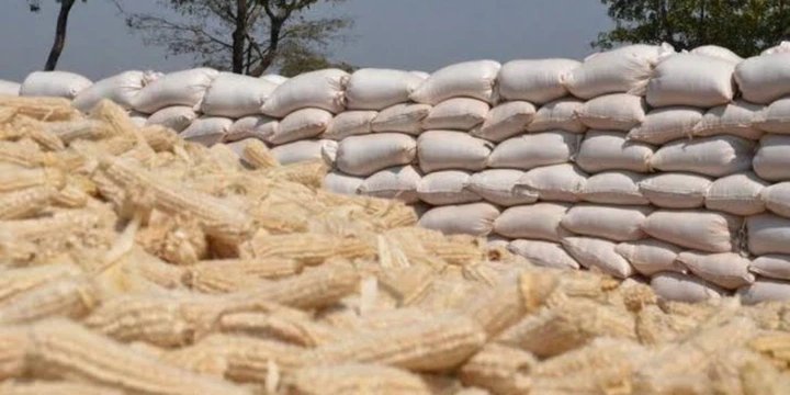 Eyes on Monday as Tanzania launches maize purchases to stabilize falling prices