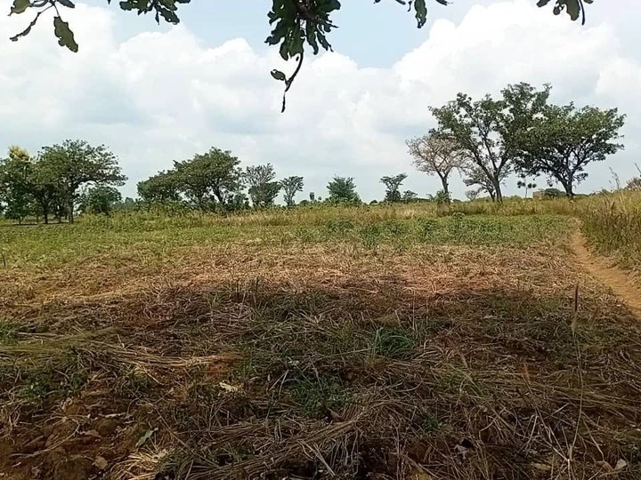 Nebbi MP pushes for municipal health centres as council seeks to expand access to care