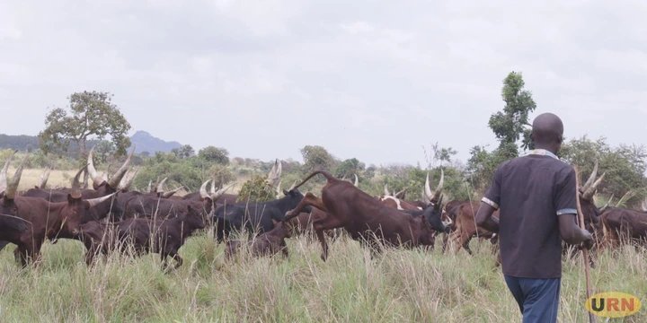 Government Extends Northern Uganda Cattle Restocking Programme to 10 Years