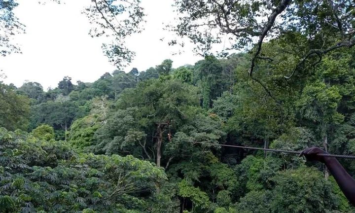 Gov’t Moves To Protect Bugoma, Echuya & Bukaleba As UWA Takes Charge