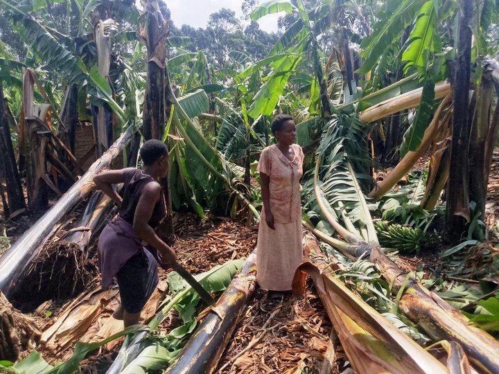 Windstorm Leaves Rukungiri Farmers Counting Losses