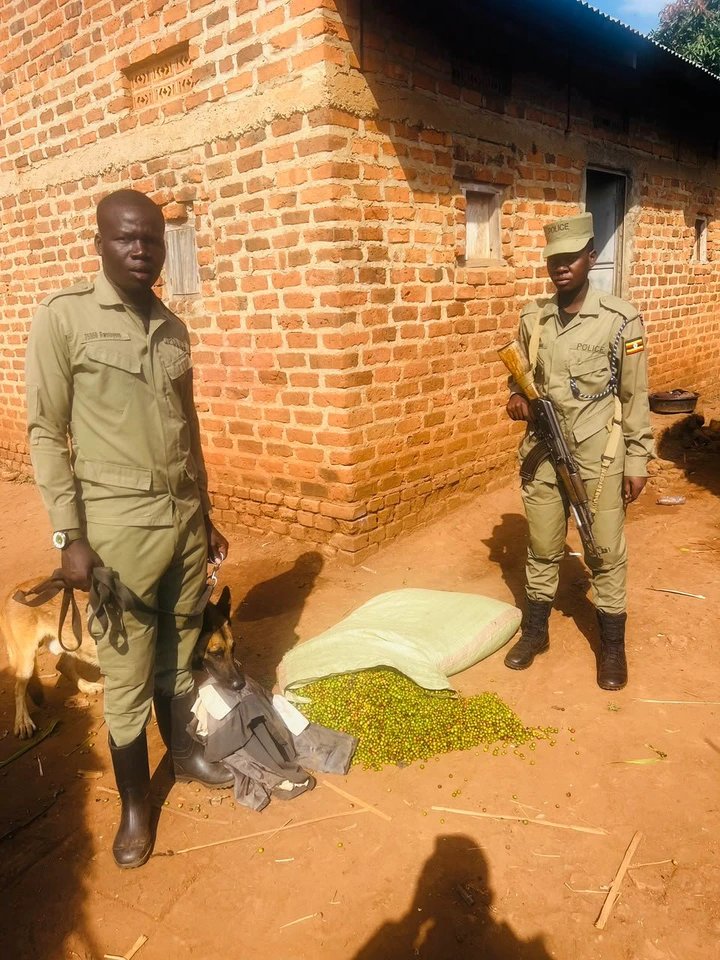 Police Dog Tracks Stolen Coffee Berries to Suspect’s Home in Iganga