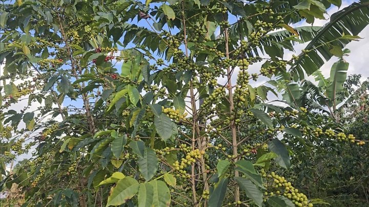 Bahati urges coffee farmers to prioritise quality, production