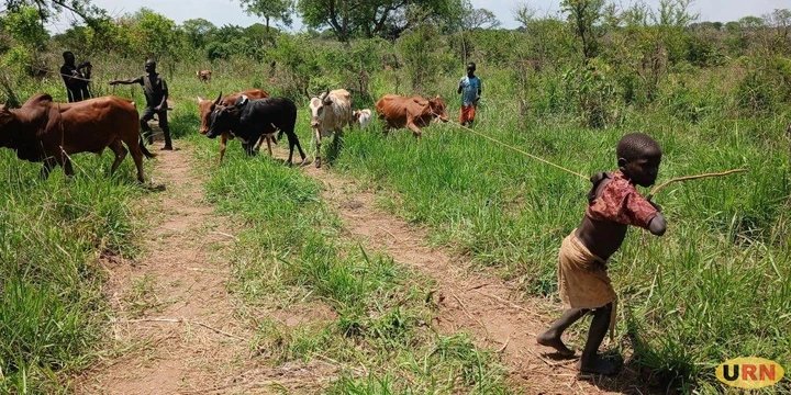Kitgum Pays Shs1.72 Billion to 344 Cattle Restocking Beneficiaries