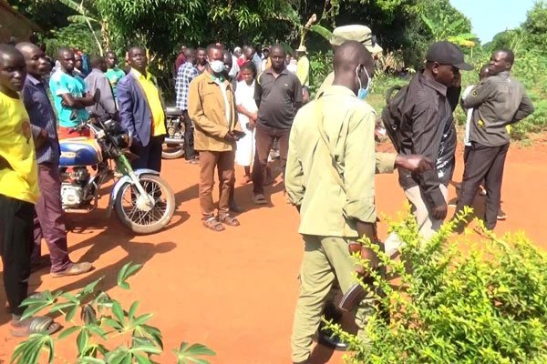 Mbarara police arrest three over theft, slaughter of 39 cows